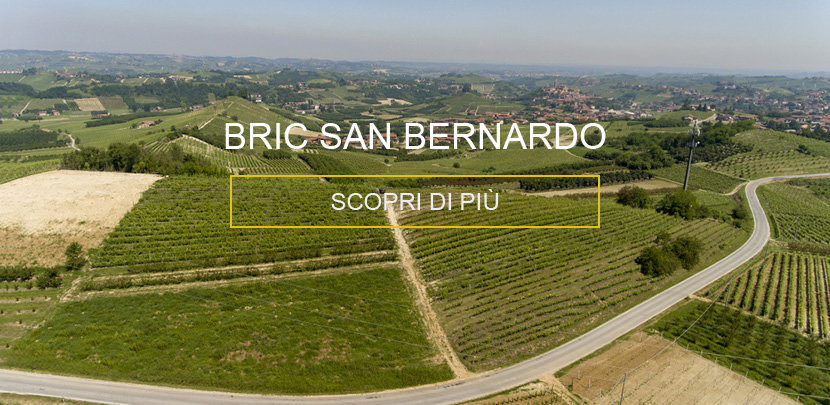 Vigna San Bernardo Magliano Alfieri | Raffaele Gili Vini - Azienda
